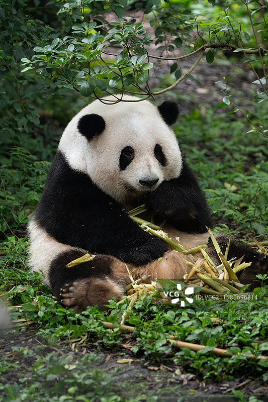 成都大熊猫基地 花花吃竹特写图片素材