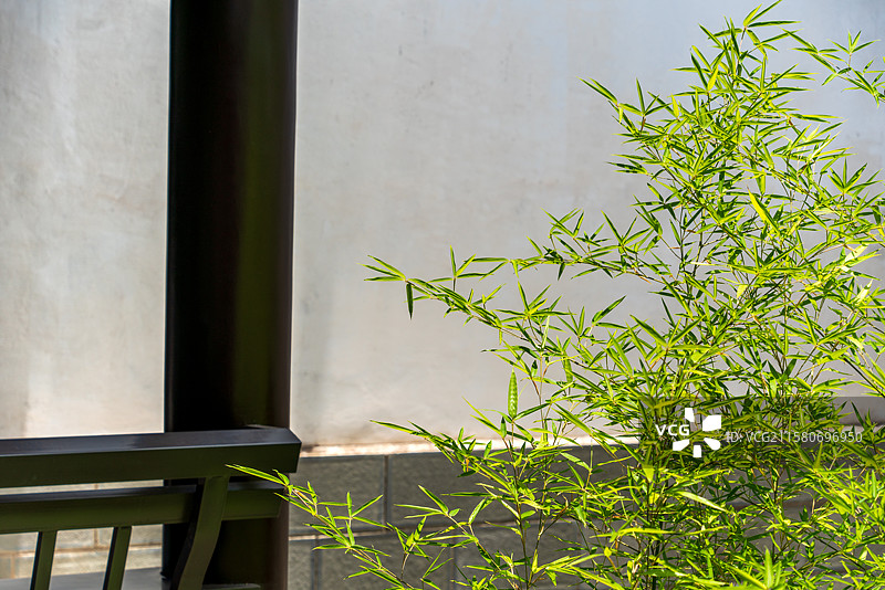 庭院一角的翠竹图片素材