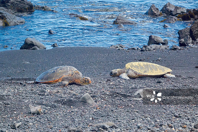 夏威夷旅行 - 大岛风光, 黑沙滩， 两只海龟图片素材