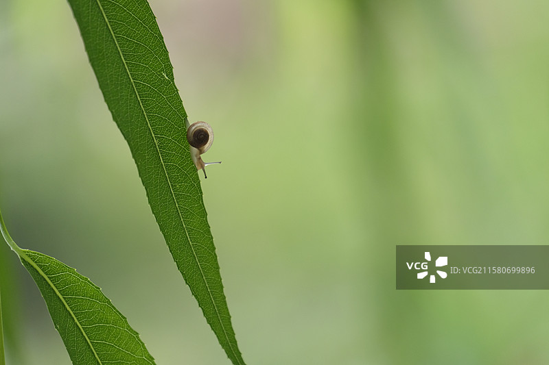 夏天柳树柳条柳叶小蜗牛。高清绿色风景背景图图片素材