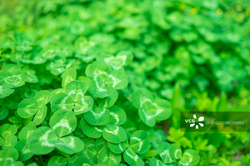 中国野生植物拍摄主题，绿色重复丰富的三叶草幸运草满画幅特写，户外白昼无人图像摄影图片素材