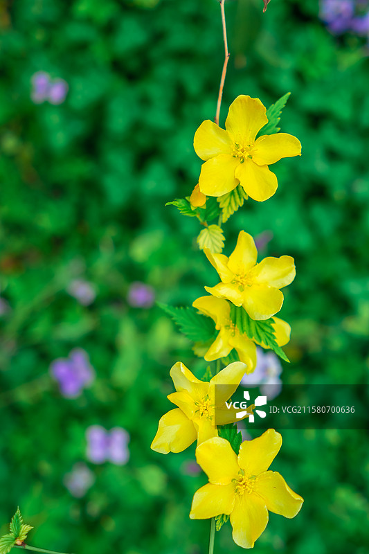 中国野生植物拍摄主题，绿化带园林里黄色的重瓣棣棠花栽培植物和盛开的花朵特写，户外白昼无人图像摄影图片素材