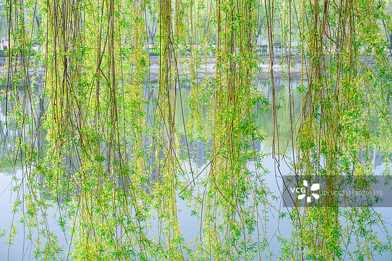 中国非都市风光拍摄主题，宁静的湖护城河和两侧的垂柳，户外白昼无人图像摄影图片素材