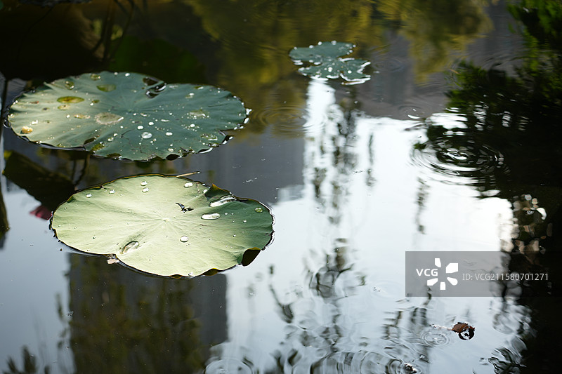 《荷叶小景》图片素材
