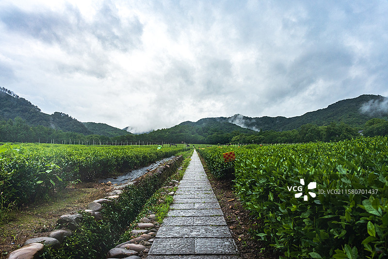 雨季的杭州双峰龙井茶园风光图片素材