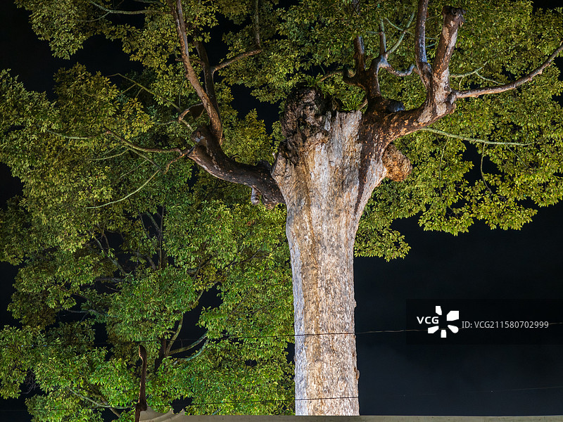 泰国清迈契迪龙寺内的杨纳树图片素材