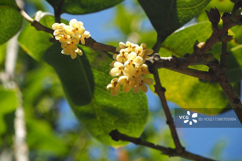 桂花特写金桂图片素材