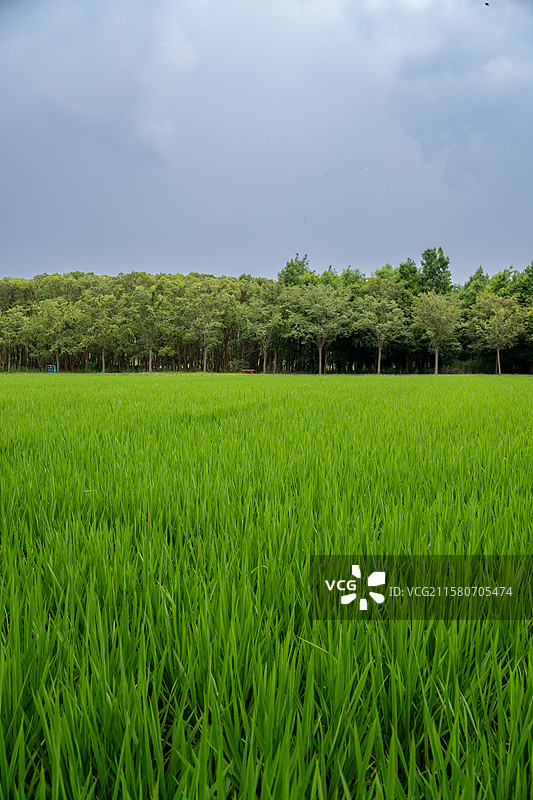 水稻和树图片素材