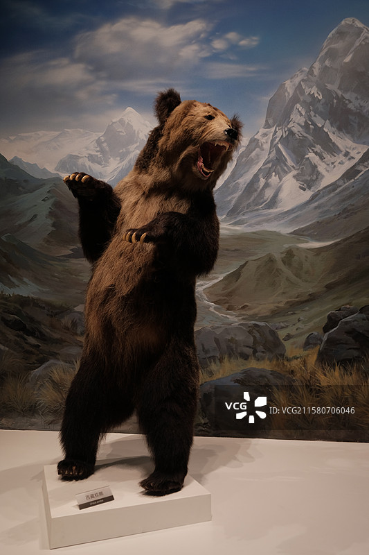 成都理工大学自然历史博物馆，恐龙化石图片素材