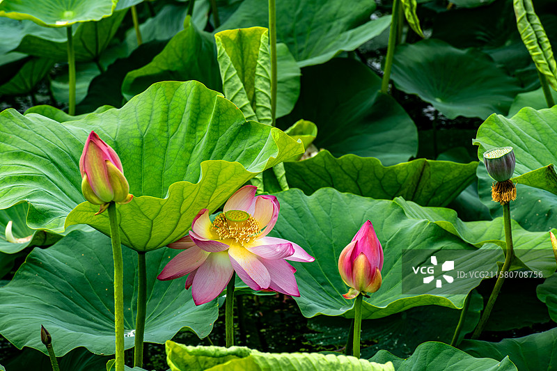 出淤泥而不染图片素材