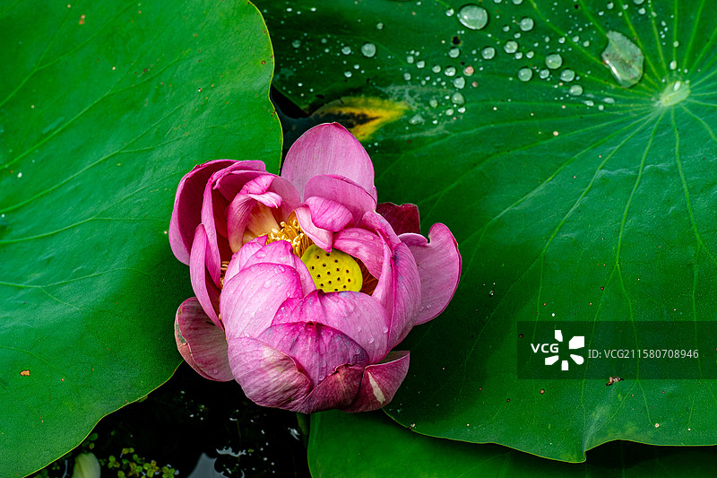 出淤泥而不染图片素材