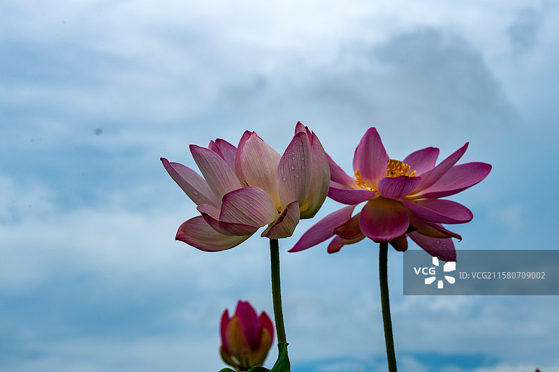 出淤泥而不染图片素材