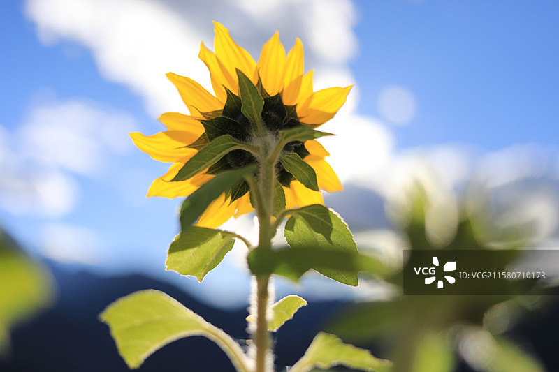 稻城亚丁的向日葵图片素材