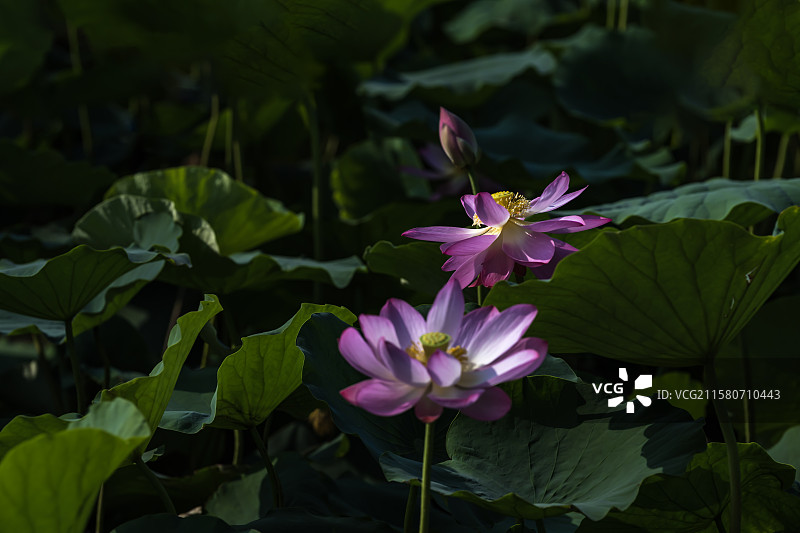 盛开的荷花《70》图片素材