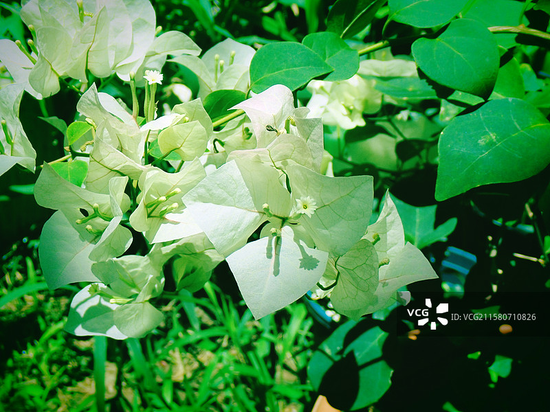 三角梅图片素材