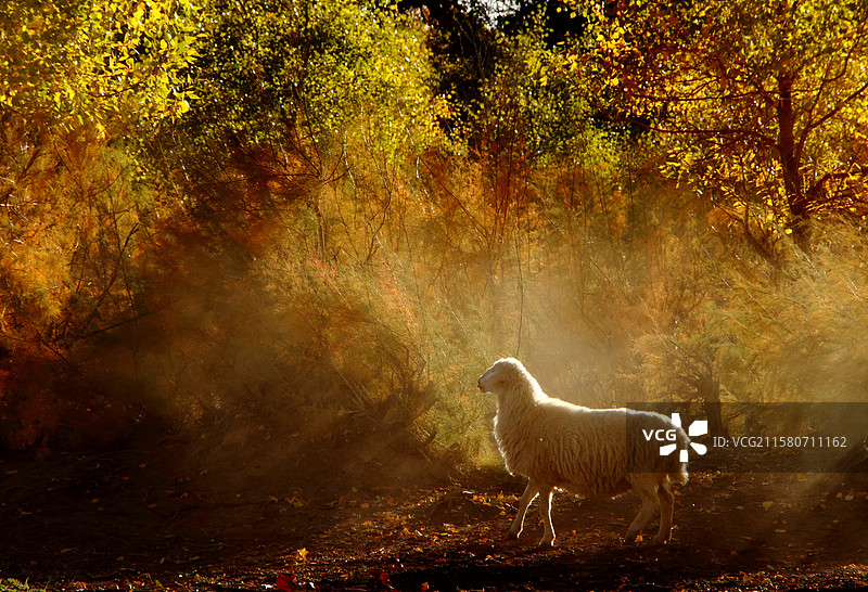 秋天斜阳下树林里的绵羊（摄于额济纳胡杨林）图片素材