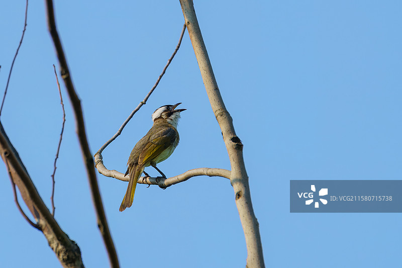 成都市天府新区南湖公园在树枝上休息的白头鹎图片素材