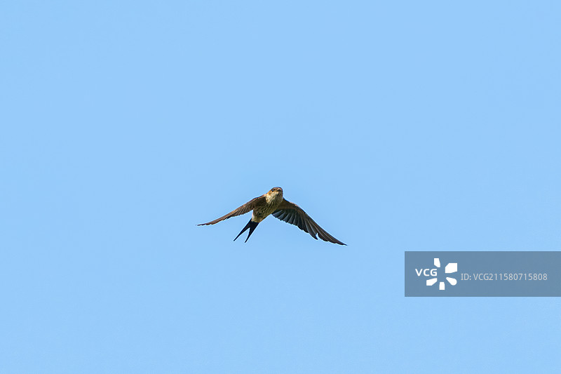 成都市天府新区南湖公园上空飞行的白腰雨燕图片素材