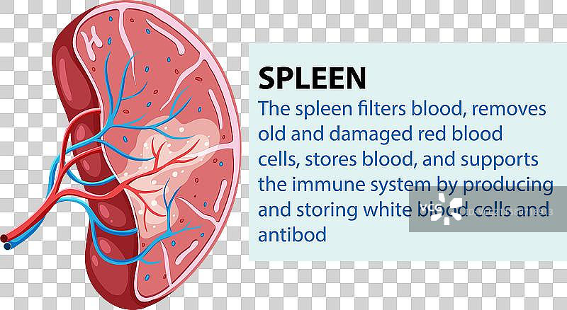 脾脏及其功能的详细信息图片素材