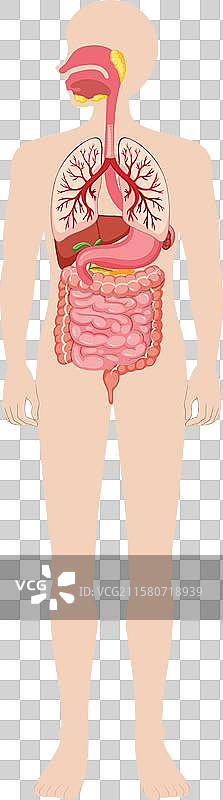 人体内部器官和系统图片素材