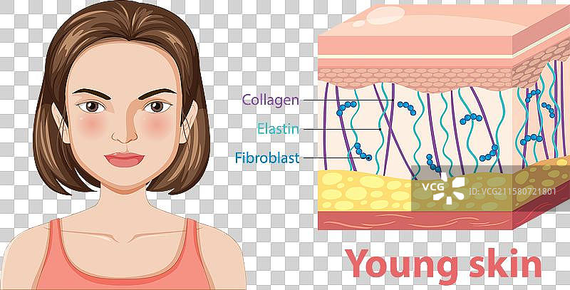 显示年轻肌肤组成的图解图片素材