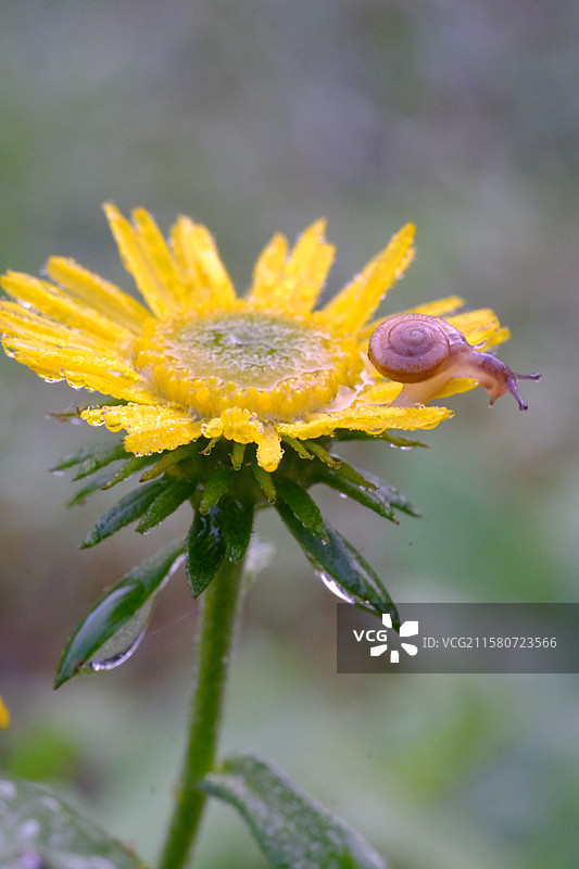 夏天秋天下雨天的旋覆花和小蜗牛。高清风景背景图图片素材