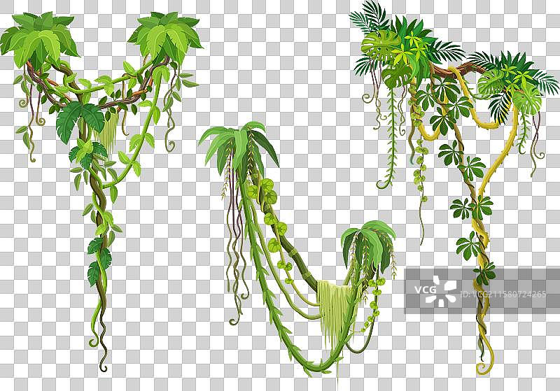 热带丛林中的垂直藤蔓枝条图片素材