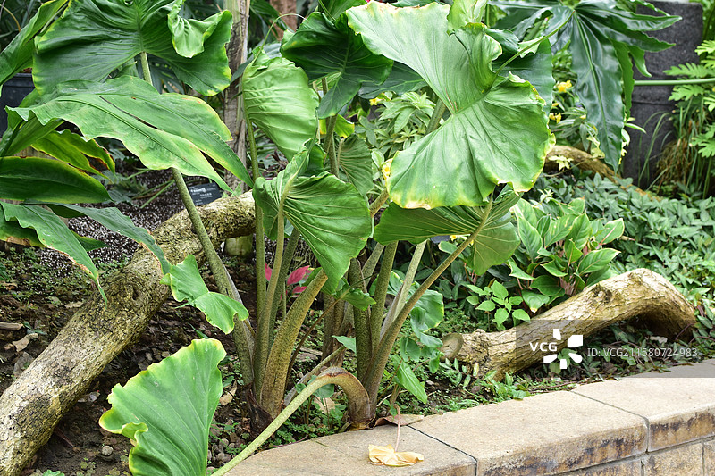 珍稀景观绿化植物-天南星科海芋属植物图片素材