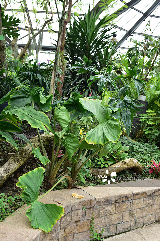 珍稀景观绿化植物-天南星科海芋属植物图片素材