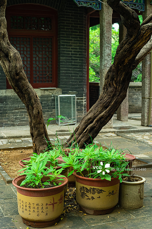 中国非都市风光拍摄主题，山东泰安泰山斗母宫里的古代建筑，南蛇藤树古树和花盆植物，户外白昼无人图像摄影图片素材