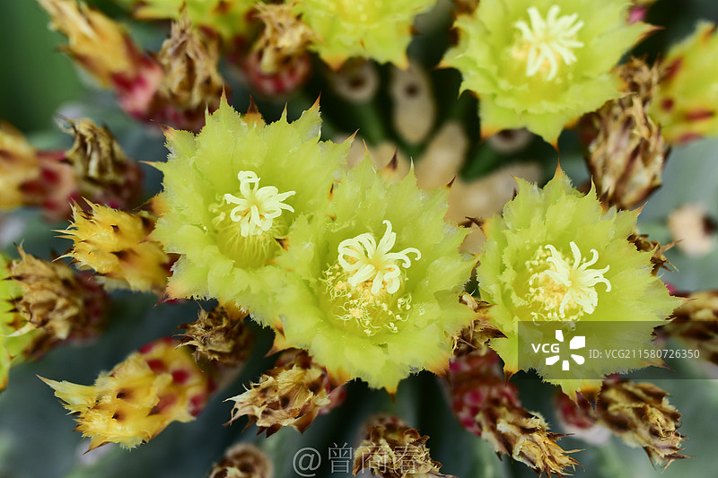 珍稀景观绿化植物-Ferocactus glaucescens f. nuda无刺王冠龙图片素材