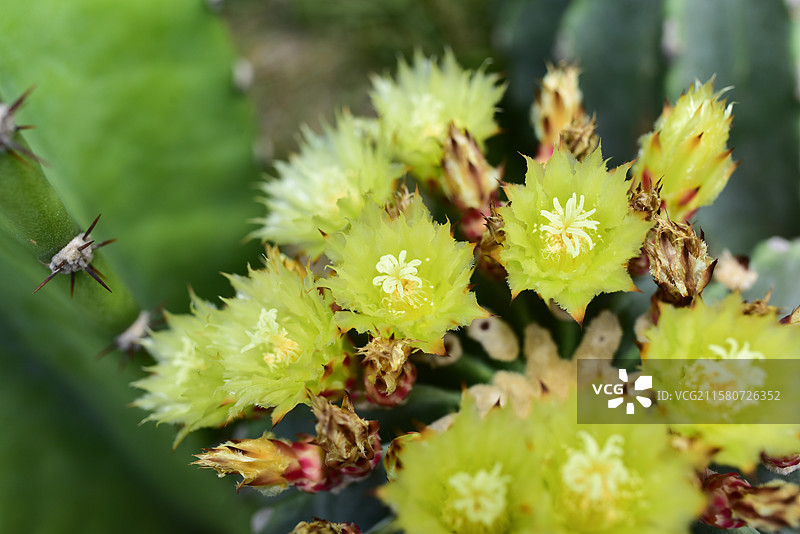 珍稀景观绿化植物-Ferocactus glaucescens f. nuda无刺王冠龙图片素材