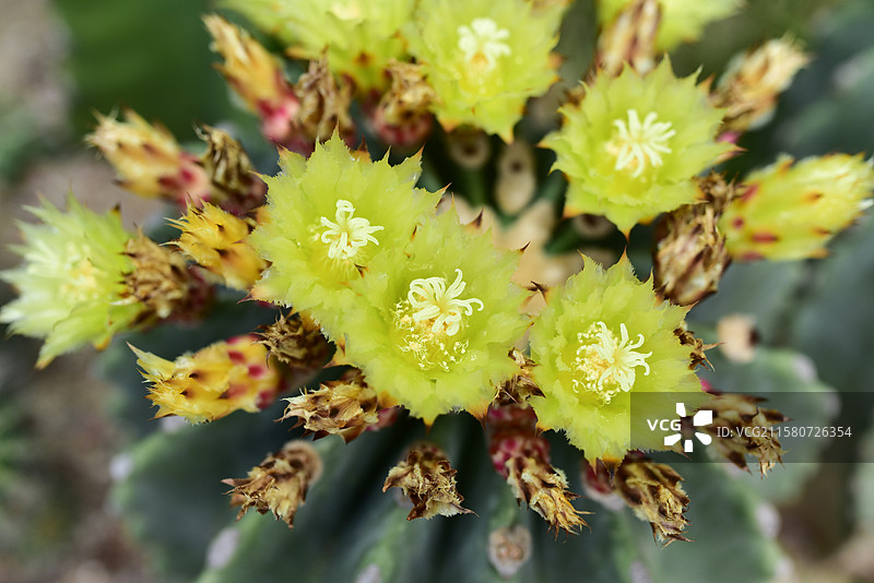 珍稀景观绿化植物-Ferocactus glaucescens f. nuda无刺王冠龙图片素材
