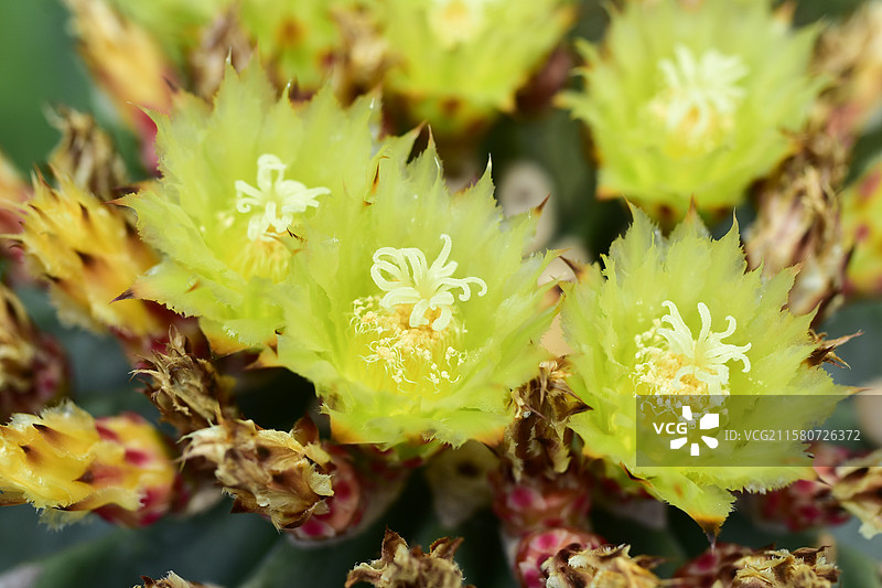 珍稀景观绿化植物-Ferocactus glaucescens f. nuda无刺王冠龙图片素材