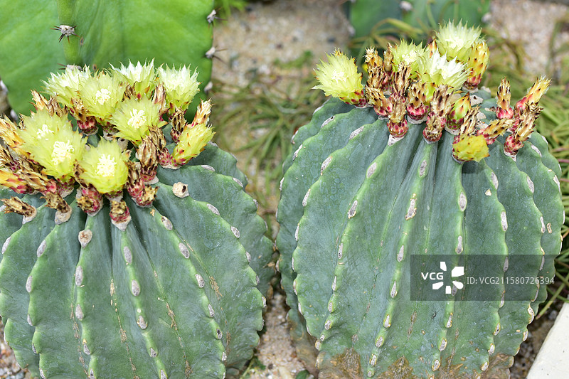 珍稀景观绿化植物-Ferocactus glaucescens f. nuda无刺王冠龙图片素材