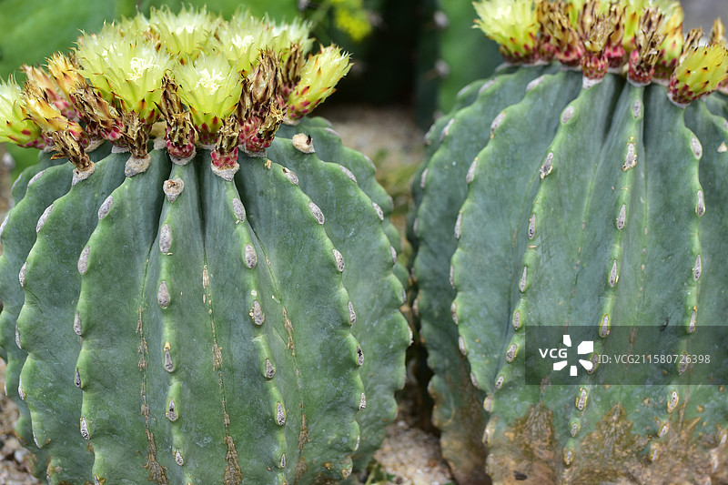 珍稀景观绿化植物-Ferocactus glaucescens f. nuda无刺王冠龙图片素材