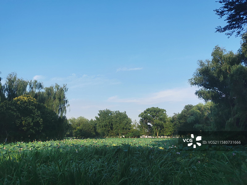 北京玉渊潭公园荷花塘图片素材