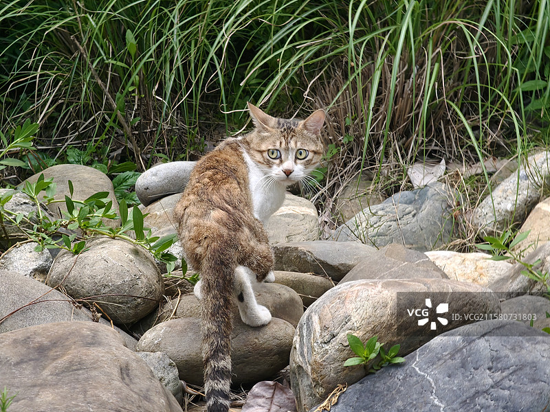 成都彭州街拍图片素材