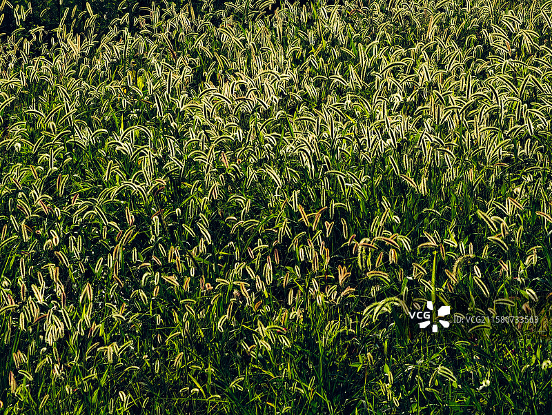 叶脉溯光图片素材