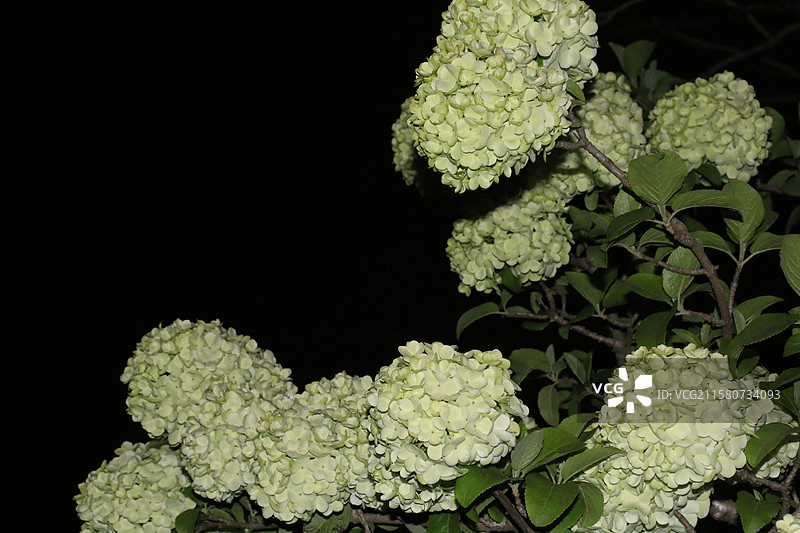 浙江大学紫金港-杭州绣球荚蒾夜拍图片素材