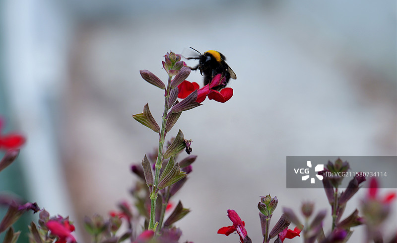 花簇中的小蜜蜂图片素材