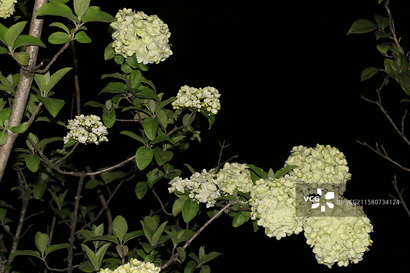 浙江大学紫金港-杭州绣球荚蒾夜拍图片素材