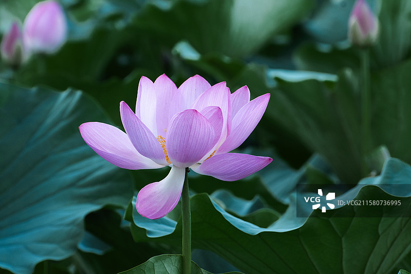 杨凌渭河盛开的夏荷图片素材