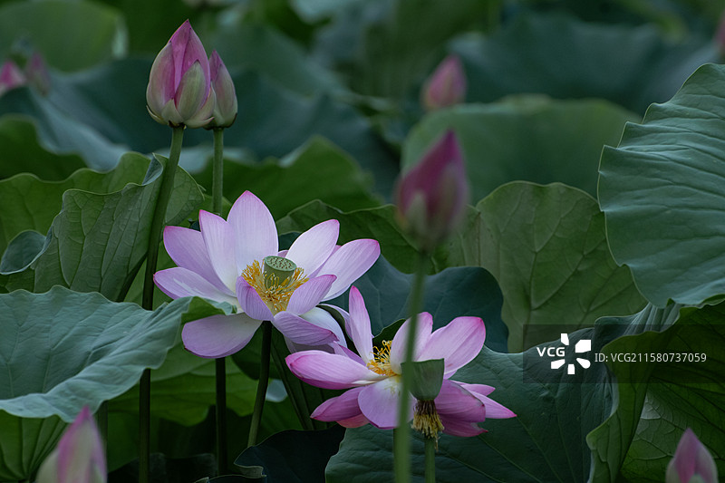 杨凌渭河盛开的夏荷图片素材
