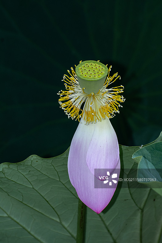 杨凌渭河盛开的夏荷图片素材
