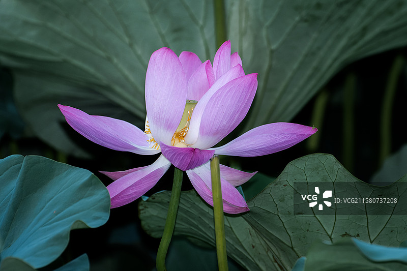 杨凌渭河盛开的夏荷图片素材