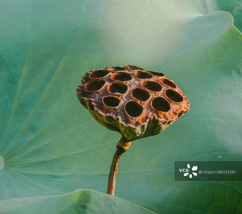 莲蓬的时光印记图片素材