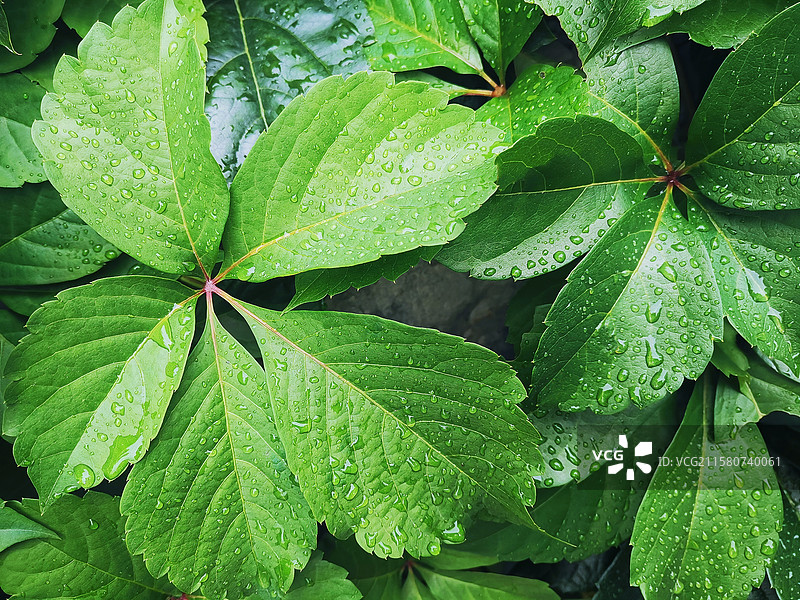五叶地锦 绿色 叶子 水滴 雨水图片素材