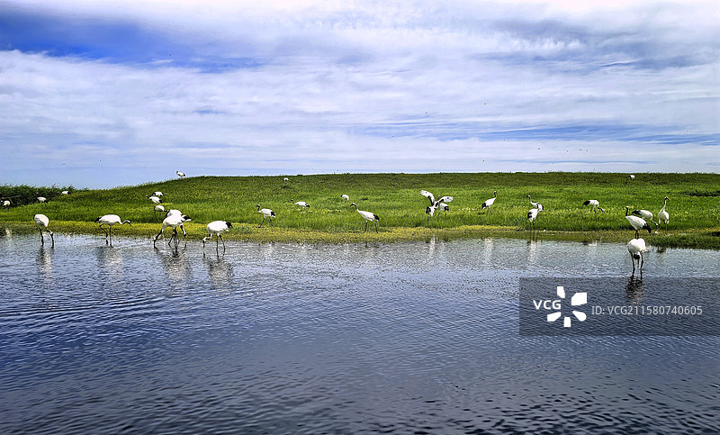 丹顶鹤图片素材