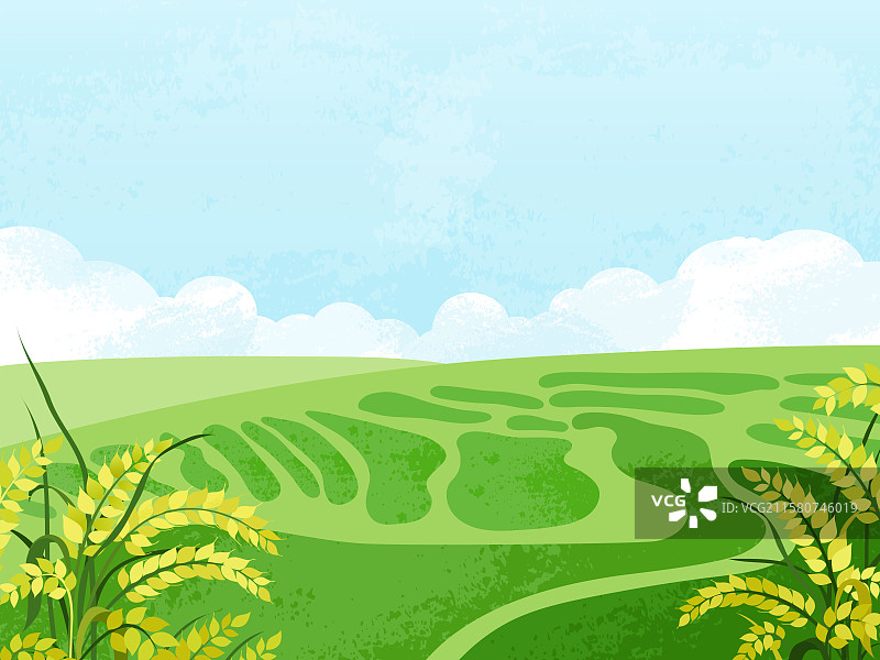 夏季绿色的稻田麦穗图片素材